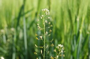 Flowery Grass Prato Spring