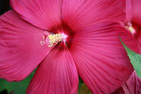 Flower Nature Beautiful