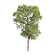 Tree Green Isolated