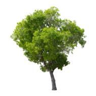 Tree Green Isolated