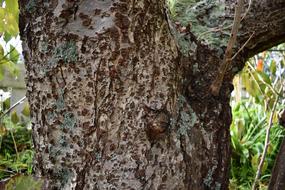 Bark Tree Nature