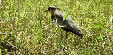 bird grass is green