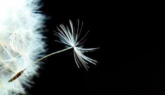 Dandelion Nature Seeds