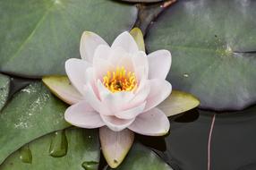 white water flower