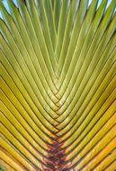 TravelerS Tree Tropical Palm