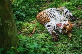 Nature Mammalia Wood