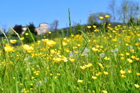 The Hay Field Nature