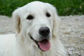 Dog Bitch Golden Retriever