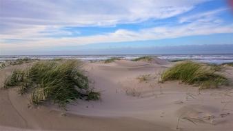 beach by the sea with plants