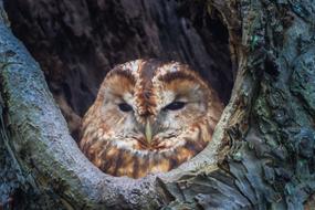 Nature Wildlife Birds