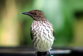 Wildlife Nature Outdoors