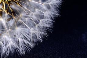 dandelion macro dark