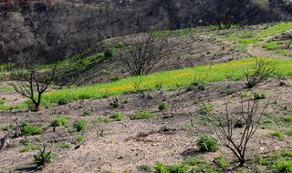 Nature Summer Flower