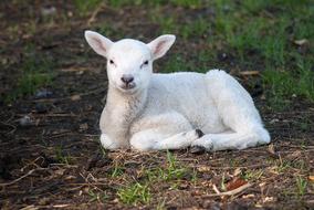 Lamb Sheep Cute Animal
