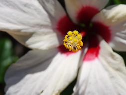 Hibiscus Pistil Stamens