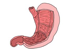 stomach muscles drawing