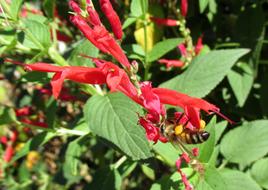 Bee Nature Leaf