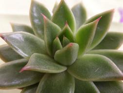 Succulent Cactus Nature Juice