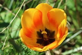 the poppy bud is orange large