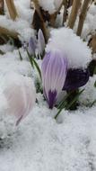 flowers in the snow its cold