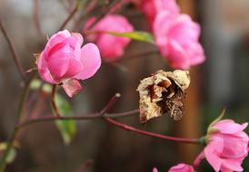 Rose Autumn Flower