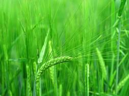 background grass green bright