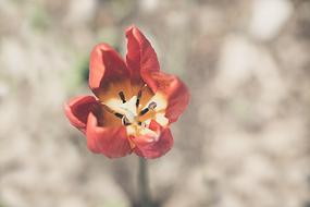 Tulip Flower Orange