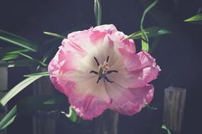 Tulip Pink