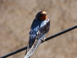 Swallow Hirundo Rustica Oreneta