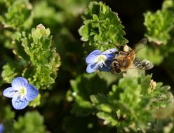 Cornflower Bee Flower