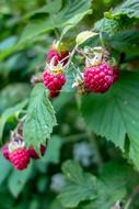 berries ripe bush large