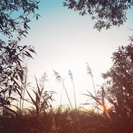 midnight plants field