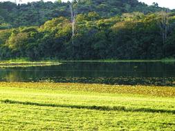 Nature Landscape Tree