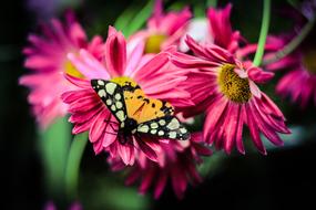 Flowers Flower Nature