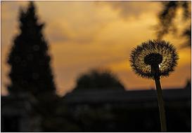 Tree Nature Landscape