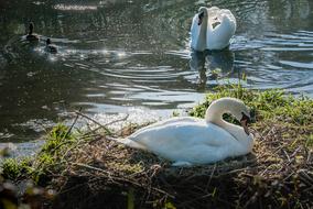 Body Of Water Nature Bird