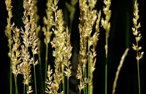 Grasses Nature Plant Game