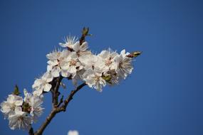 Flower Tree Blue Sky