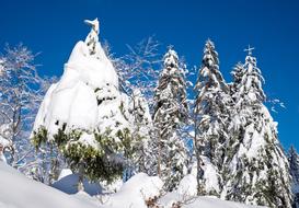 Wintry Snow Firs