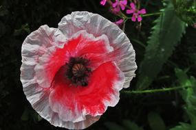 Flower Poppy Red