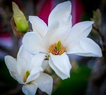 Flower Magnolia Garden