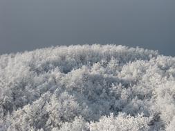 Frost Winter Snow