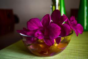 Flower Plant