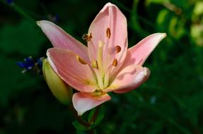the flower is pink unusual
