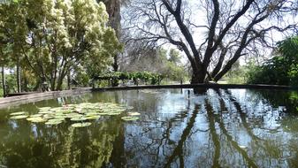 lake plants are green