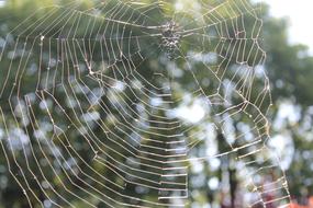 Spider Web