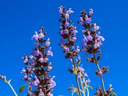 Lavender Lavandula Flower