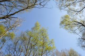 green trees in a blue sky