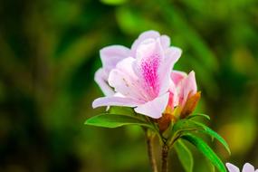 Rhododendron Hong Kong macro blur