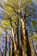 Tree Wood Nature